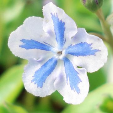 Omphalodes cappadocica Starry Eyes - Kaukasus-Gedenkemein