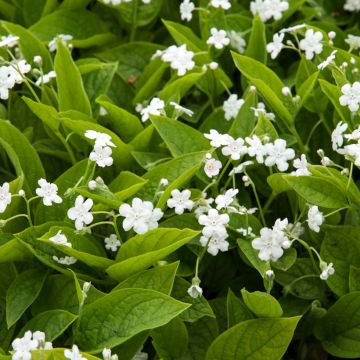 Omphalodes verna Alba - Frühlings-Gedenkemein