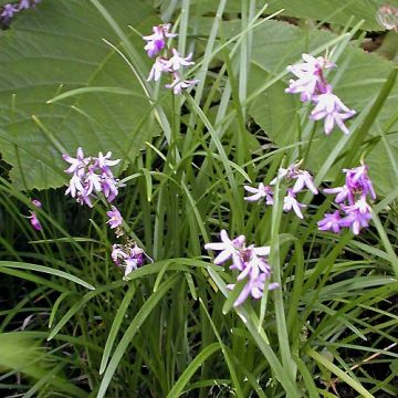 Ophiopogon chingii - Schlangenbart