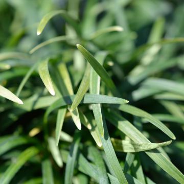 Ophiopogon japonicus Minor - Schlangenbart