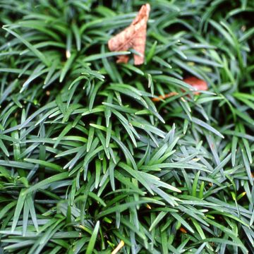 Ophiopogon japonicus - Schlangenbart