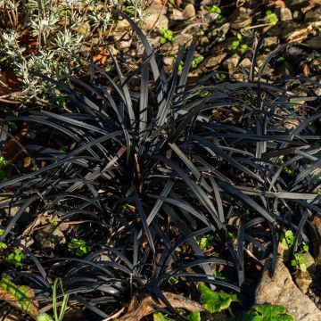 Ophiopogon planiscapus Black Dragon - Schlangenbart