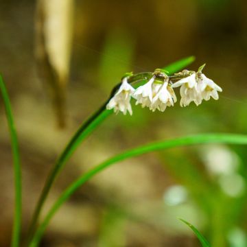 Ophiopogon planiscapus Olivaceus - Schlangenbart