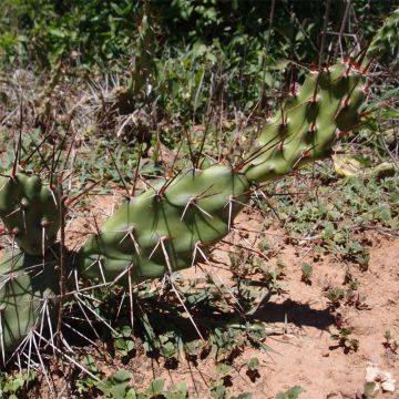 Opuntia anacantha - Oponce