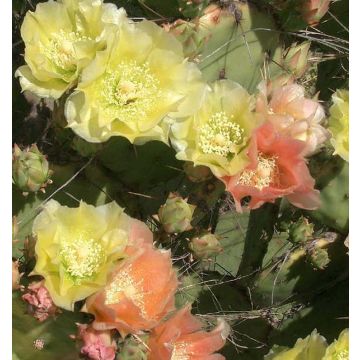 Opuntia atrispina - Feigenkaktus