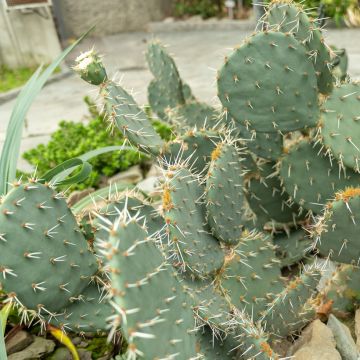 Opuntia engelmannii - Feigenkaktus