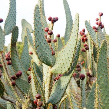 Opuntia engelmannii var.linguiformis - Feigenkaktus