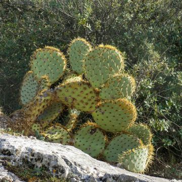 Opuntia engelmannii var. rastrera - Feigenkaktus