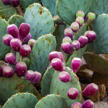 Opuntia gregoriana - Feigenkaktus