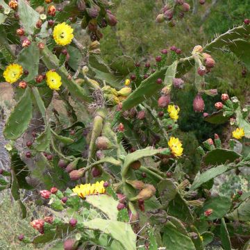 Opuntia howeyi - Feigenkaktus