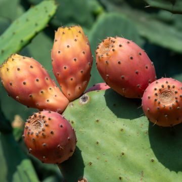 Opuntia howeyi - Feigenkaktus