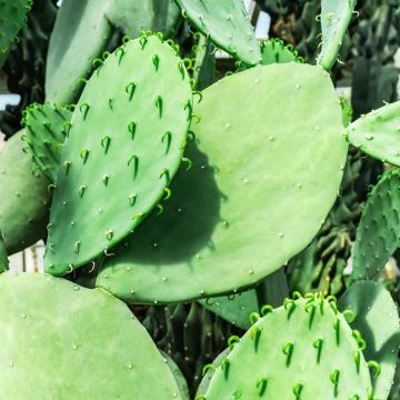 Opuntia laevis - Feigenkaktus