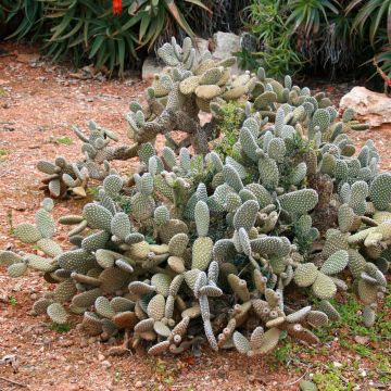 Opuntia microdasys - Feigenkaktus