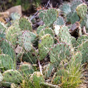 Opuntia phaeacantha Mojavensis - Oponce