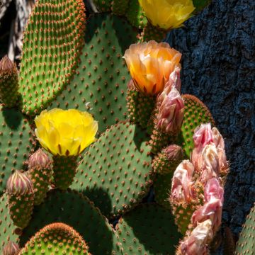 Opuntia rufida - Feigenkaktus