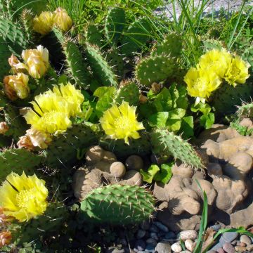 Opuntia semispinosa - Feigenkaktus