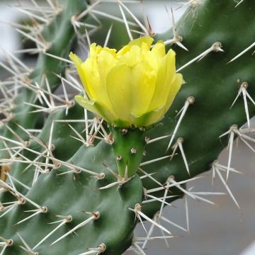 Opuntia sulfurea - Feigenkaktus