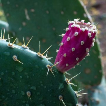 Opuntia tapana - Feigenkaktus