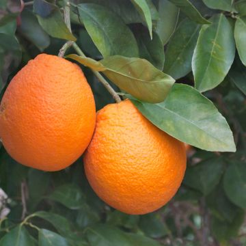 Orange Oranger - Citrus sinensis