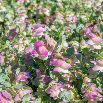 Majoran Pagoda Bells - Origanum majorana