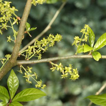 Japanische Fruchtstrauch - Orixa japonica