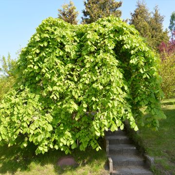 Berg-Ulme Pendula = horizontalis - Ulmus glabra