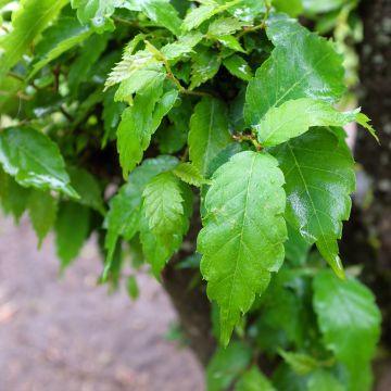 Zelkova serrata Goblin - Japanische Zelkove