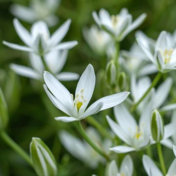 Ornithogalum umbellatum - Zapfenkopf