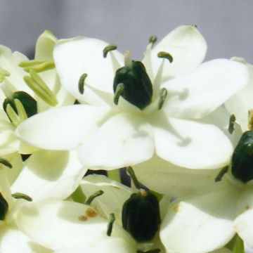 Ornithogalum arabicum - Zapfenkopf