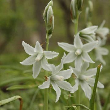 Ornithogalum nutans - Zapfenkopf