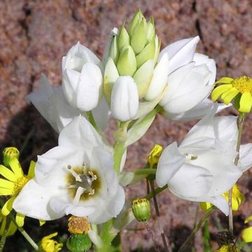 Ornithogalum thyrsoides - Zapfenkopf