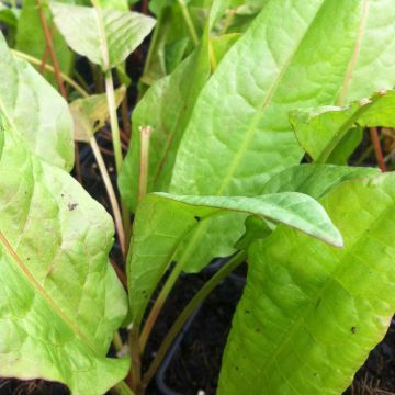 Ampfer Bio - Rumex patientia