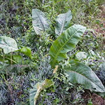 Oseille-Epinard BIO - Patience - Rumex patientia