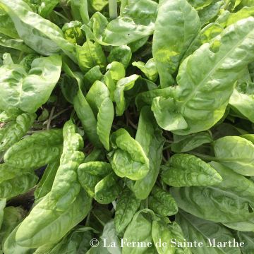 Ampfer Bio - Ferme de Sainte Marthe - Rumex acetosa