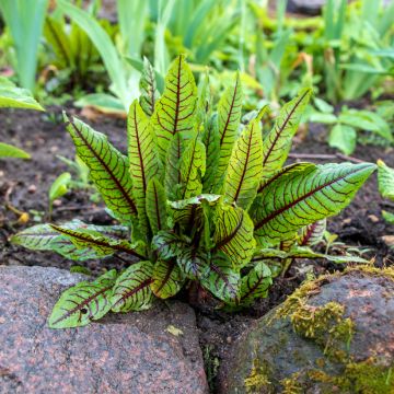 Ampfer Patience Des Bois - Rumex sanguineus