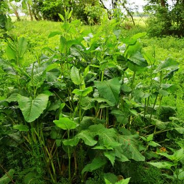 Ampfer (Samen) - Rumex acetosa