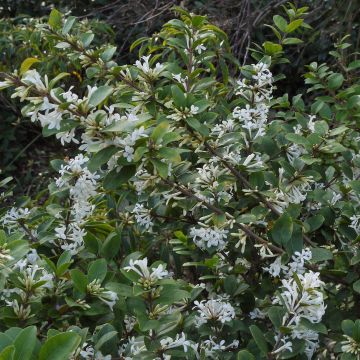 Delavays Duftblüte - Osmanthus delavayi