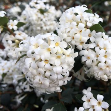 Delavays Duftblüte Perfume of Nature - Osmanthus delavayi