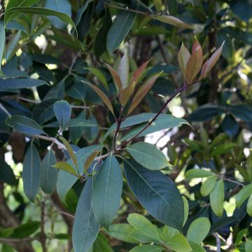 Osmanthus fragans - Osmanthe parfumé