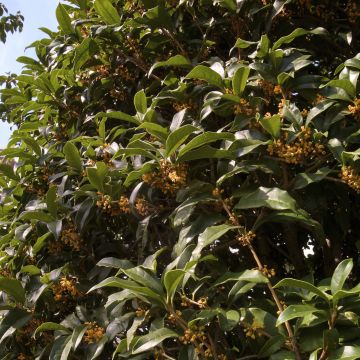 Süße Duftblüte var. aurantiacus - Osmanthus fragrans