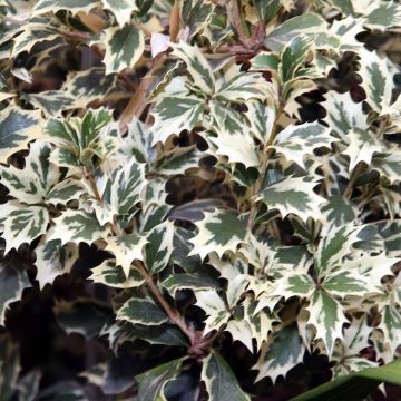 Stachelblättrige Duftblüte Variegatus - Osmanthus heterophyllus