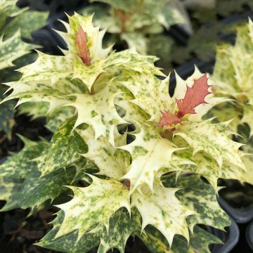 Stachelblättrige Duftblüte Tricolor - Osmanthus heterophyllus