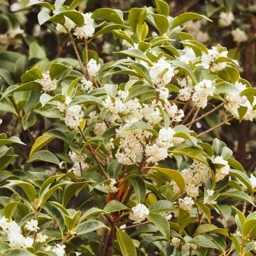 Osmanthus serrulatus - Duftblüte