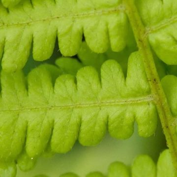 Osmunda cinnamonea - Zimtfarn