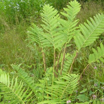 Osmunda claytoniana - Kronenfarn