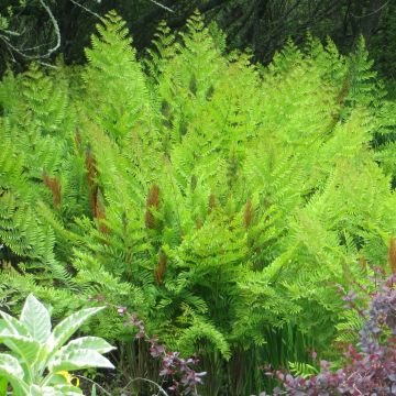 Osmunda regalis Purpurascens - Osmonde royale, fougère