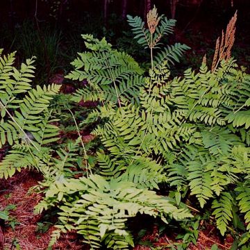 Osmunda regalis - Königsfarn