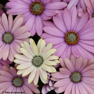 Osteospermum Kapmargerite Frühlingsstrauß