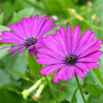 Kapmargerite Tradewinds Trailing Deep Purple - Osteospermum