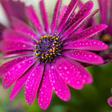 Kapmargerite Dalina Bright Purple - Osteospermum